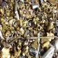 Canada Scrap Prices - Yellow Brass